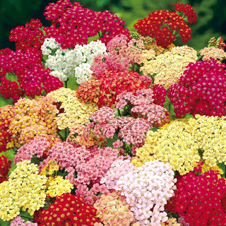 Rainbow Yarrow Mixture