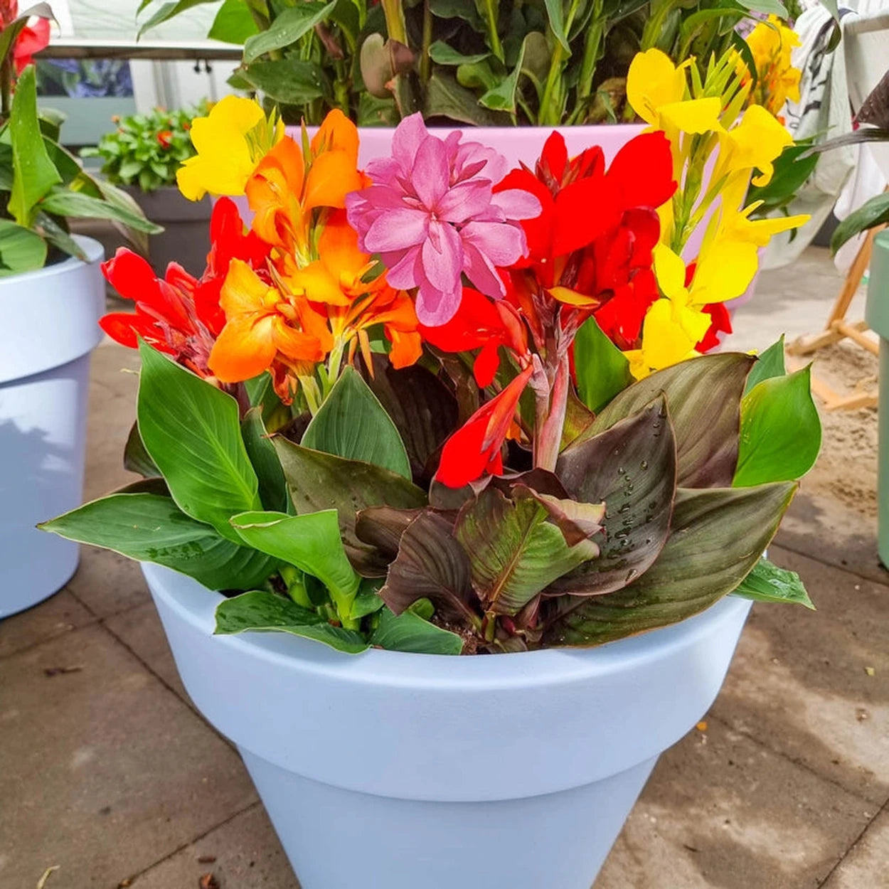 canna potting mix Dwarf Canna Mixture