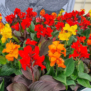 Dwarf Canna Mixture