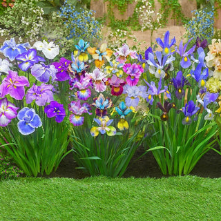 Peacock Butterfly Siberian Iris Mixture
