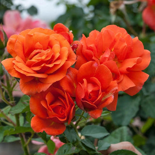 Rose Bushes For Sale - Shop Rose Plants | Breck's