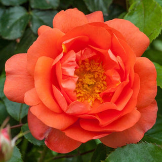 Above All Climbing Rose | Buy Online | Breck's