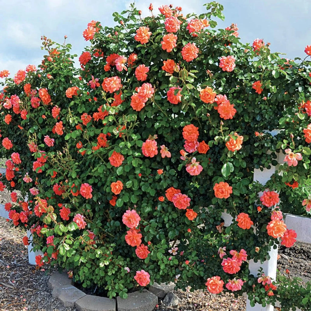 Above All Climbing Rose | Buy Online | Breck's