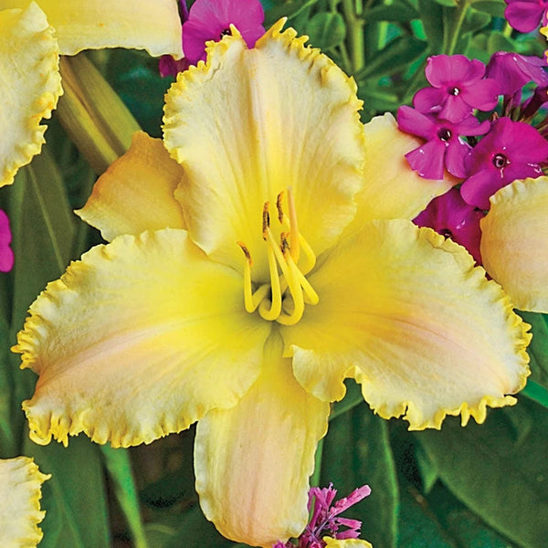 Ruffled Pastel Cheers Daylily |Breck's