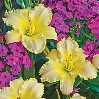 Ruffled Pastel Cheers Reblooming Daylily