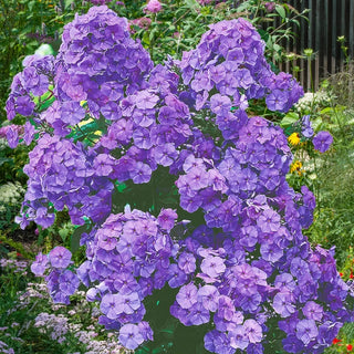 Amethyst Tall Phlox