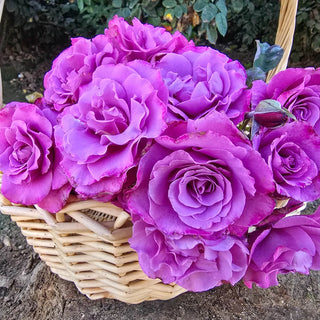 Angel Face Floribunda Rose