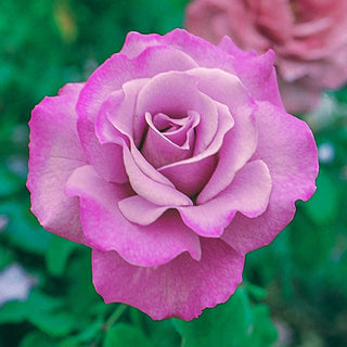 Angel Face Floribunda Rose