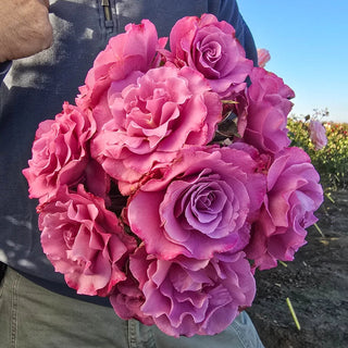 Angel Face Floribunda Rose