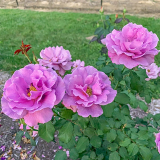 Angel Face Floribunda Rose
