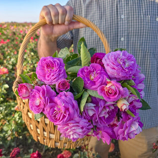 Arctic Blue™  Floribunda Rose