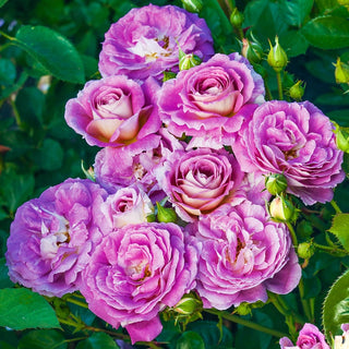 Arctic Blue™  Floribunda Rose