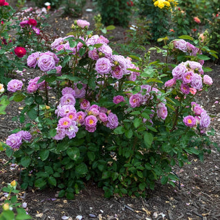 Arctic Blue™  Floribunda Rose