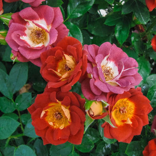 Hot Sassy Miniature Rose