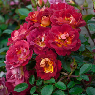 Hot Sassy Miniature Rose