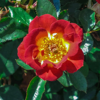 Hot Sassy Miniature Rose