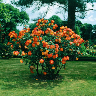 Joseph's Coat Climbing Rose