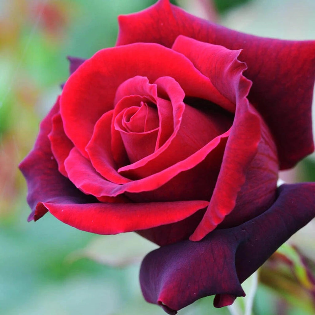 Shop Lasting Love Hybrid Tea Rose | Rose Plants | Breck's