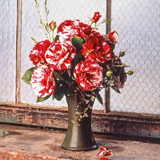 Scentimental™  Tree Rose