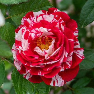 Scentimental™  Tree Rose