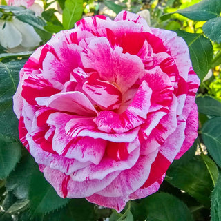 Scentimental™  Tree Rose