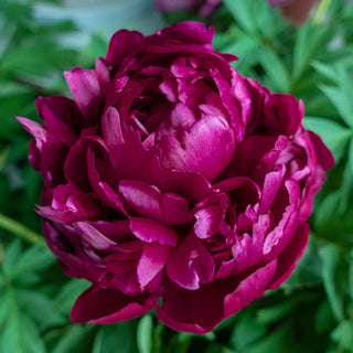 Peter Brand Peony