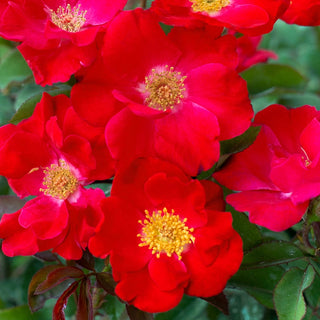 Top Gun Shrub Rose
