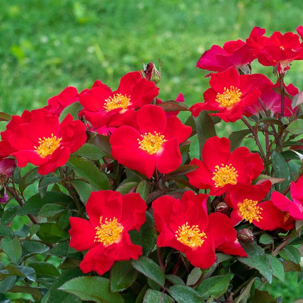 arms plant Top Gun Shrub Rose