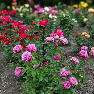 Heirloom Hybrid Tea Rose
