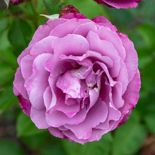 Heirloom Hybrid Tea Rose