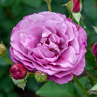 Heirloom Hybrid Tea Rose