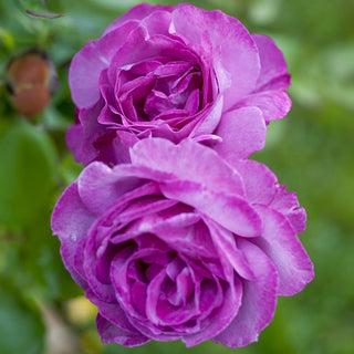 Heirloom Hybrid Tea Rose