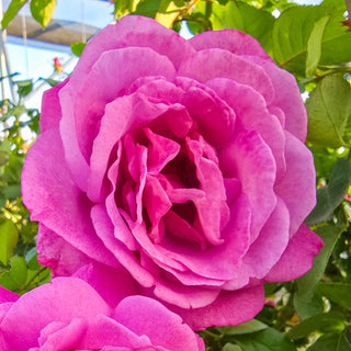 Heirloom Hybrid Tea Rose