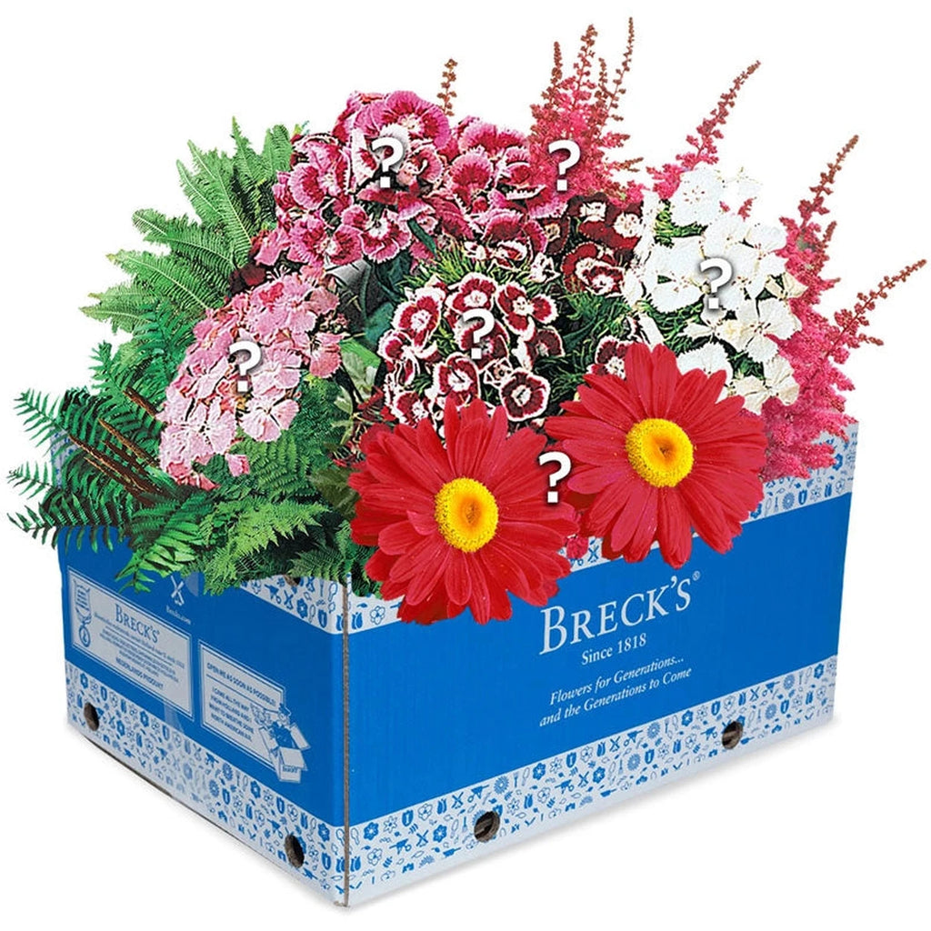 Breckse Buy Breck's Perennial Grab Bag | Amaryllis | Breck's