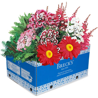 Brecks Halloween Perennial Grab Bag