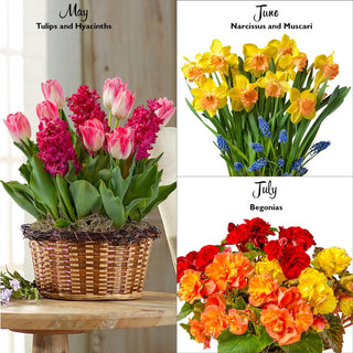 Bulb Garden of the Month Club