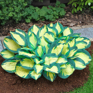 Popcorn Hosta
