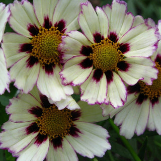 Star Cluster Coreopsis