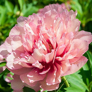 Hillary Itoh Peony