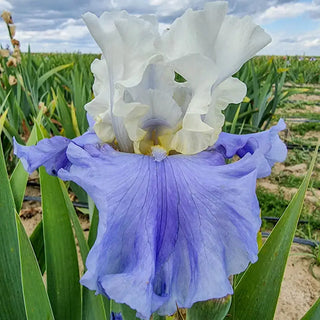 Stairway to Heaven Bearded Iris