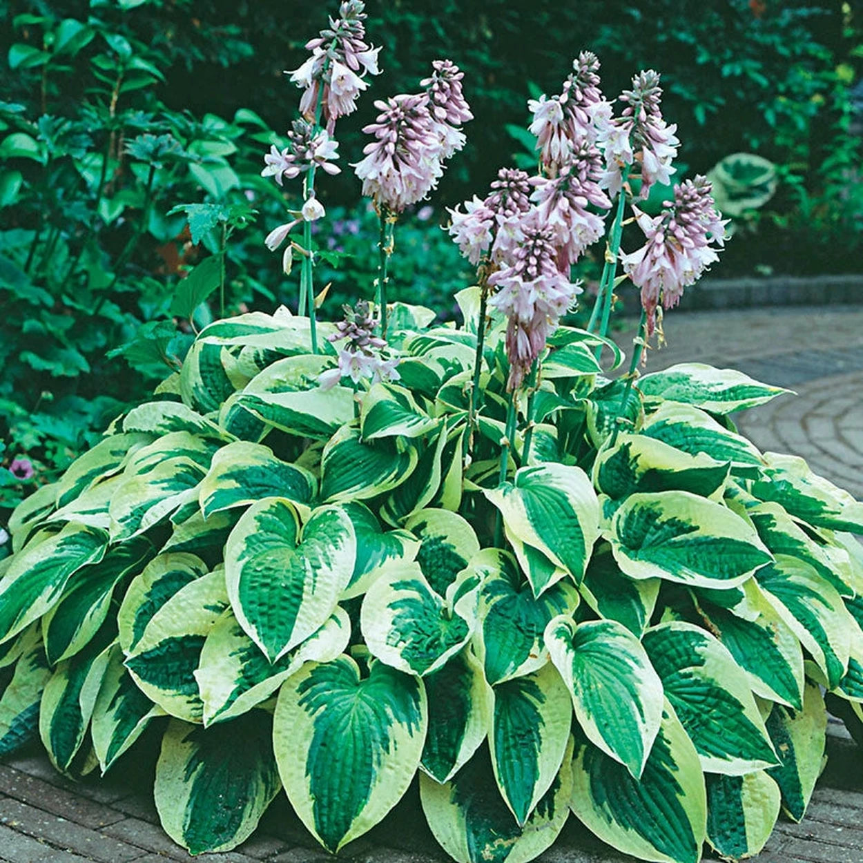 potted hosta plants for sale Wide Brim Hosta