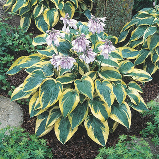 Wide Brim Hosta