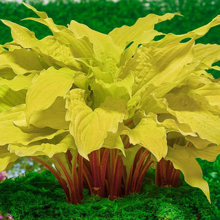 Hosta Lipstick Blonde