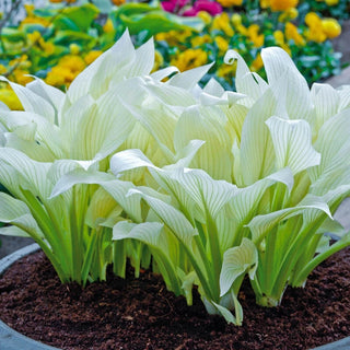 Hosta White Feather