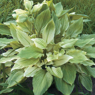 Hosta White Feather