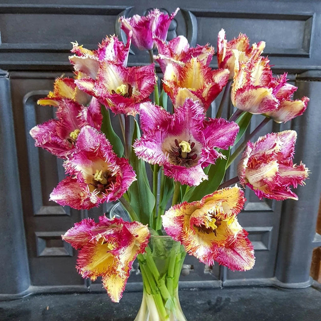 Buy color Fusion Tulip | Breck's