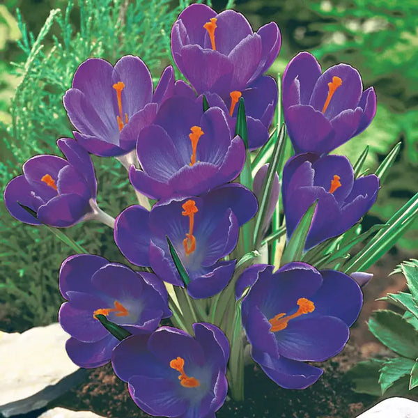 63939_grande.webp?v=1740582595