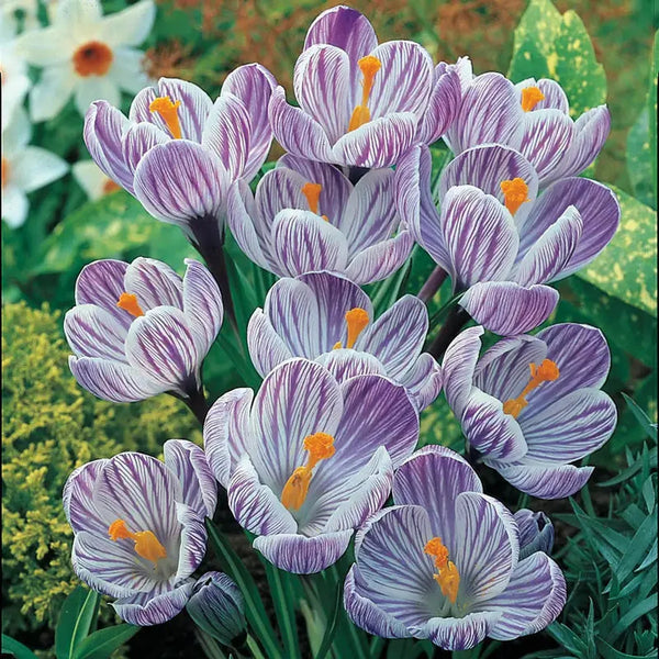 Shop Pickwick Giant Dutch Crocus | Breck's