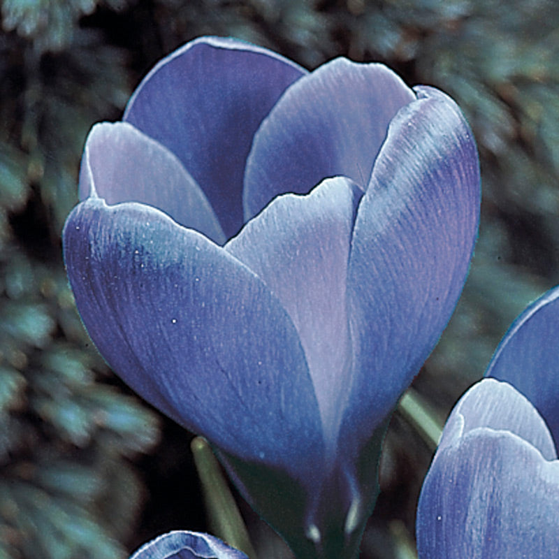ｃrocus トナー6本 まとめ売り 引き上げ品 Remembrance Giant Dutch Crocus | Breck's