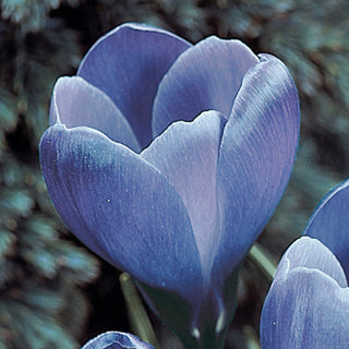 Remembrance Giant Dutch Crocus